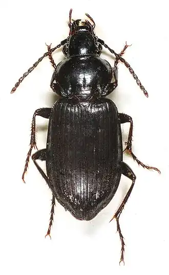 Pterostichus adstrictus