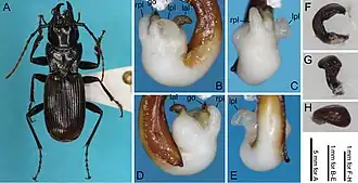 Pterostichus asahinus