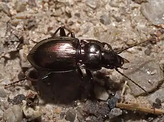 Pterostichus burmeisteri
