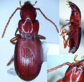 Pterostichus enyo