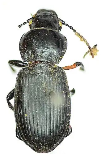 Pterostichus melanodes