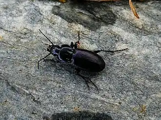 Pterostichus multipunctatus