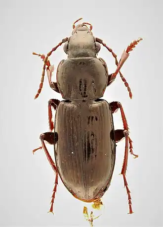 Pterostichus pensylvanicus