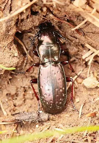 Pterostichus pilosus