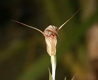 Pterostylis coccina