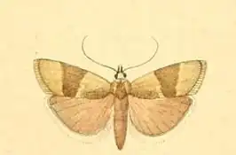 Pterothrixidia