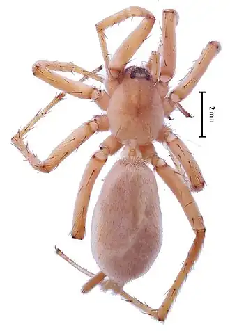 Pterotricha dalmasi