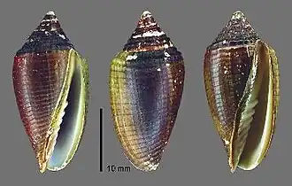 Pterygia conus