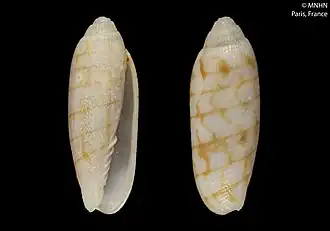 Pterygia jeanjacquesi