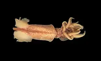 Pterygioteuthis gemmata
