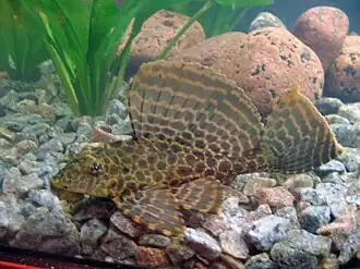 Pterygoplichthys gibbiceps