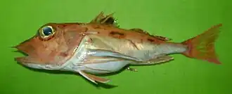 Pterygotrigla arabica