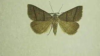 Ptichodis bistrigata