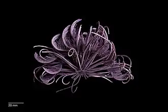 Ptilometra macronema