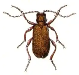 Ptinus latro