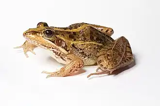 Ptychadena mascareniensis