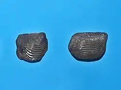 Tanden van Ptychodus decurrens uit de Verenigde Staten