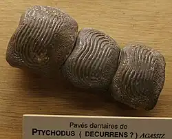 Tanden toegeschreven aan Ptychodus decurrens