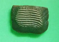 Ptychodus mammillaris tand