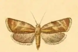 Ptycholoma erschoffi