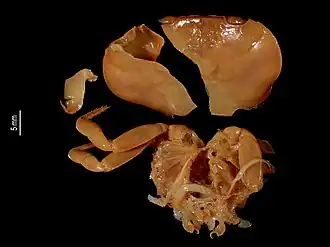 Ptychophallus paraxantusi