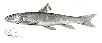 Ptychobarbus conirostris