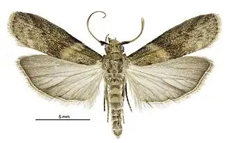 Ptyomaxia trigonogramma