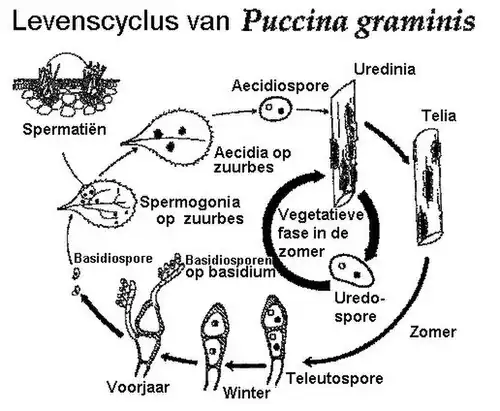 Levenscyclus zwarte roest