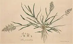 Flora Londinensis