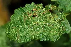 Bovenkant blad van valse salie