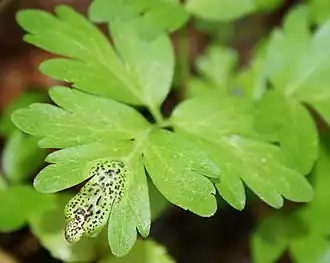 Eenkennige muskuskruidroest