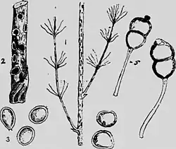 1, stengel met laesies 2, aecia; 3, aeciosporen ; 4, urediniosporen: 5, teleutosporen.