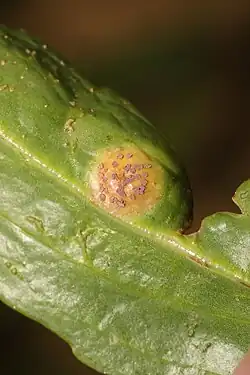 Tuberculina persicina op Puccinia dioicae var. extensicola op zulte