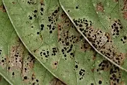 Telia op klein springzaad