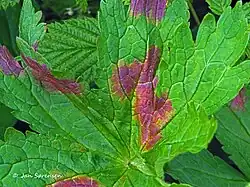 Bovenkant blad van bosooievaarsbek