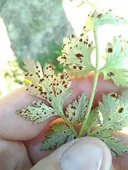 op onderkant blad van hondspeterselie