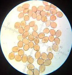 Urediniosporen op hondspeterselie