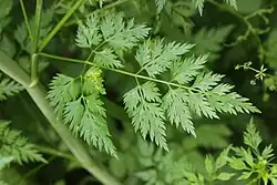 bovenkant blad van hondspeterselie