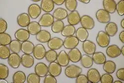 Urediniosporen op hondspeterselie