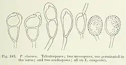 Teliosporen en urediniosporen op gewone veldbies