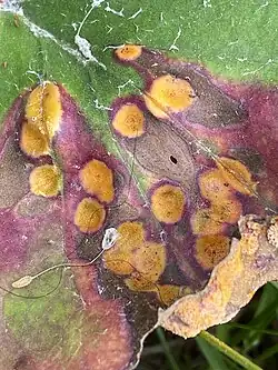 Spermogonia op bovenkant blad van klein hoefblad