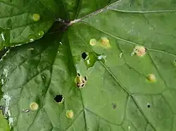 Spermogonia op bovenkant blad van klein hoefblad