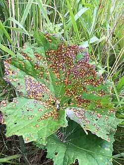 Aantasting op klein hoefblad