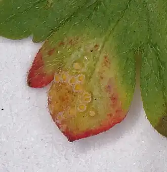 Ooievaarsbek-veenwortelroest