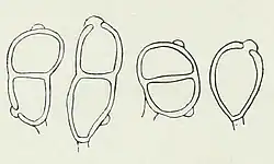 Teliosporen en een mesospore