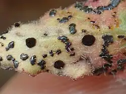 Telia op harig wilgenroosje