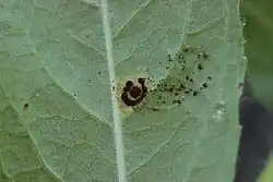 Onderkant blad met telia van harig wilgenroosje