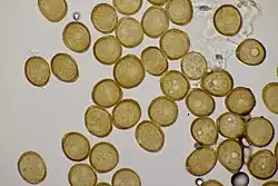 Urediniosporen op harig wilgenroosje