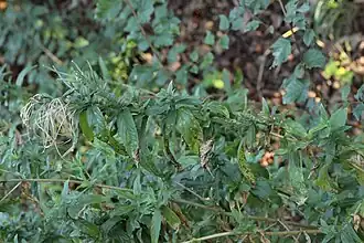 Veelvormige basterdwederikroest