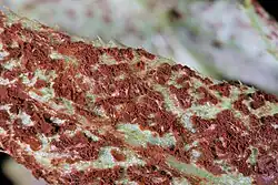 Uredinia op akkerdistel